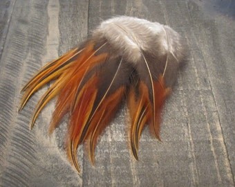 16 Black & Ginger Rooster Saddle Feathers ~ Cruelty Free