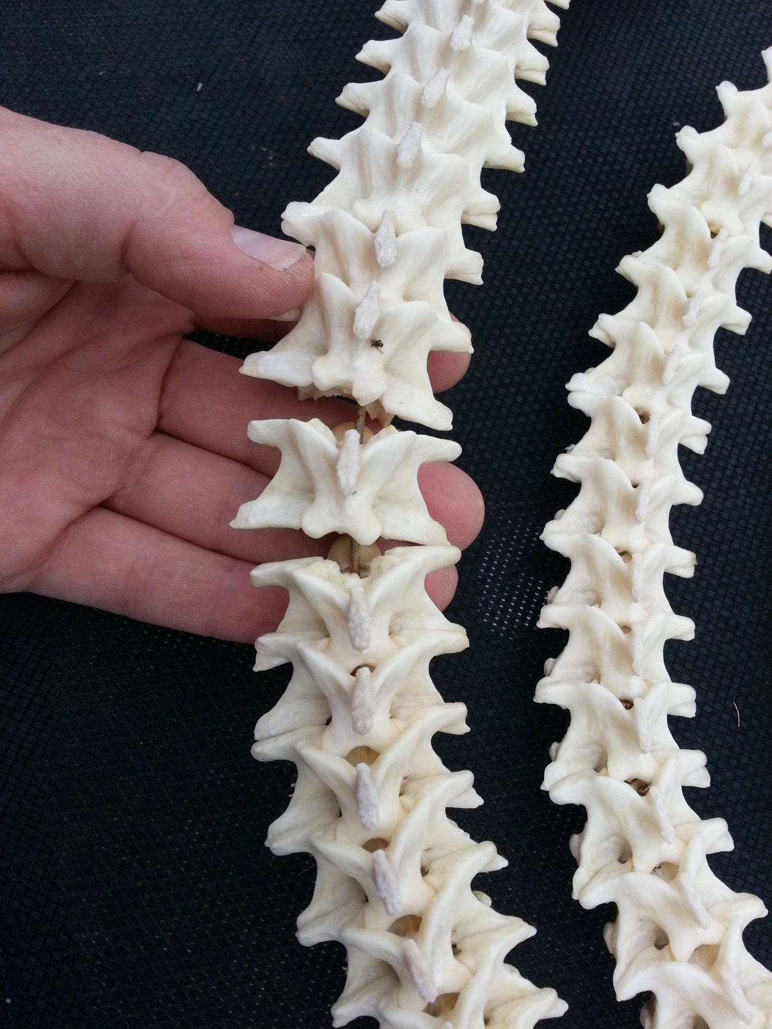Giant Real Bone Python Spine Beads vertebrae strand XL
