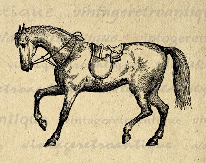 Horse with Saddle Printable Image Graphic Download Digital Artwork Vintage Clip Art Jpg Png Eps HQ 300dpi No.2352
