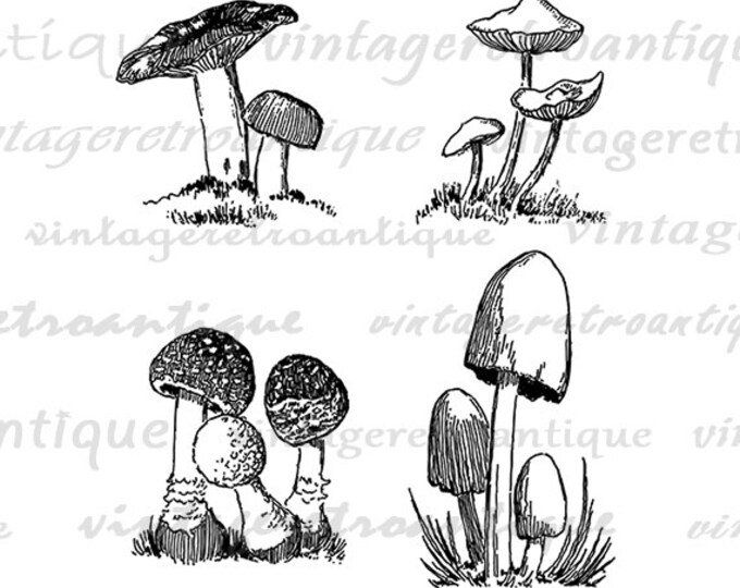 Printable Mushroom Collage Sheet Digital Graphic Image Download Vintage Clip Art Jpg Png Eps HQ 300dpi No.3824