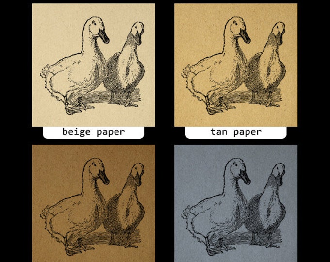 Digital Image Two Ducks Graphic Birds Printable Illustration Download Vintage Clip Art Jpg Png Eps HQ 300dpi No.3243
