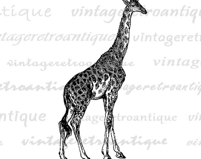 Giraffe Printable Graphic Image Animal Artwork Digital Download Illustration Vintage Clip Art Jpg Png Eps HQ 300dpi No.4144