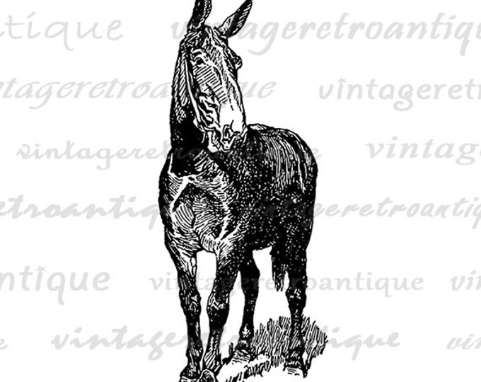 Printable Mule Horse Graphic Download Donkey Image Digital Vintage Clip Art Jpg Png Eps HQ 300dpi No.3064