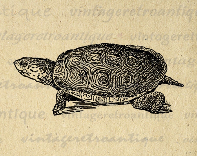 Terrapin Turtle Digital Graphic Printable Illustration Image Download Antique Clip Art Jpg Png Eps HQ 300dpi No.3239