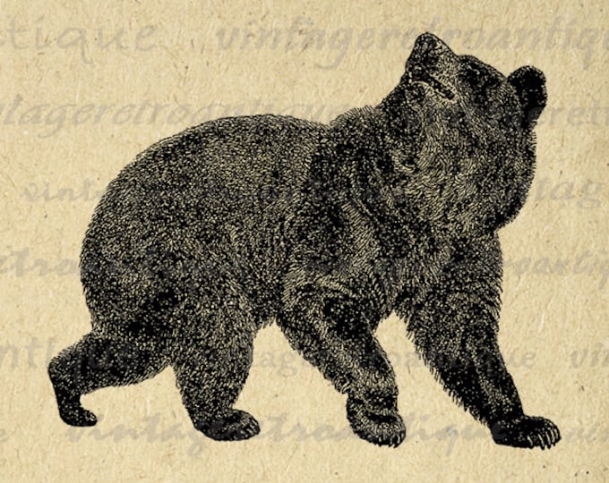 Digital Image Antique Bear Printable Graphic Download Illustration Jpg Png Eps HQ 300dpi No.2549