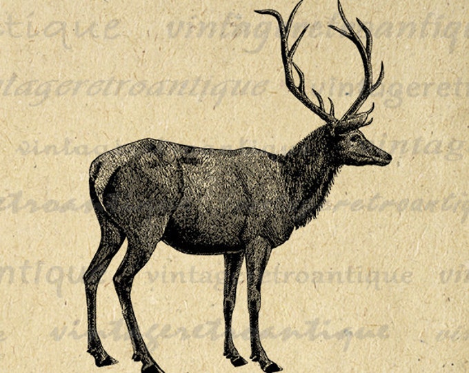 Digital Image Elk Deer Animal Printable Download Graphic Artwork Antique Clip Art Jpg Png Eps HQ 300dpi No.2134