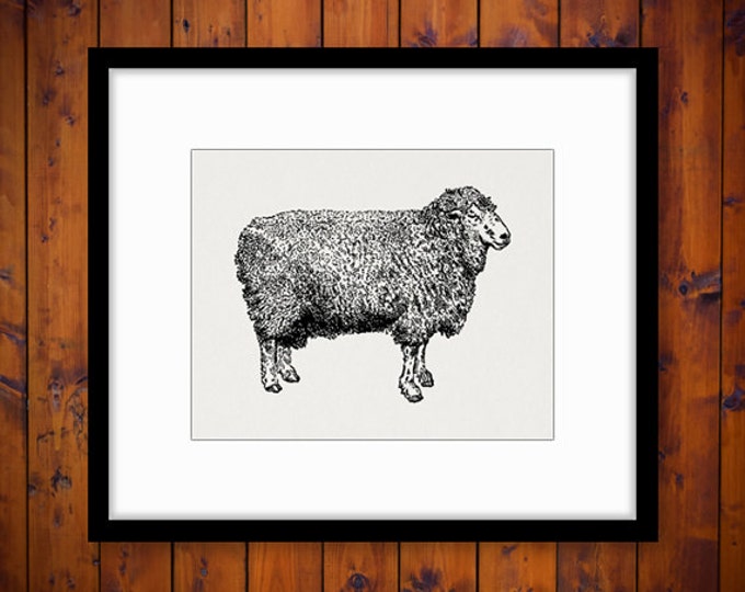 Lincoln Ram Sheep Animal Graphic Image Printable Digital Download Antique Clip Art Jpg Png Eps HQ 300dpi No.3553