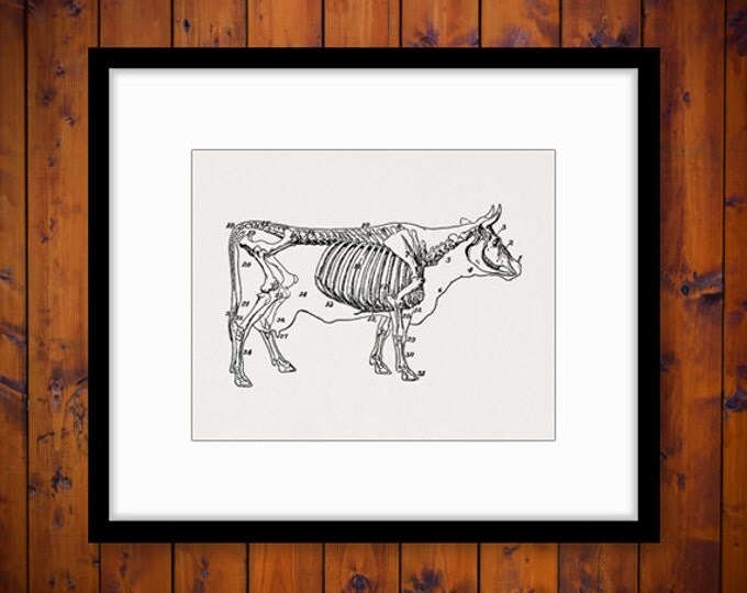 Cow Skeleton Diagram Printable Image Download Digital Graphic Antique Clip Art Jpg Png Eps HQ 300dpi No.3123