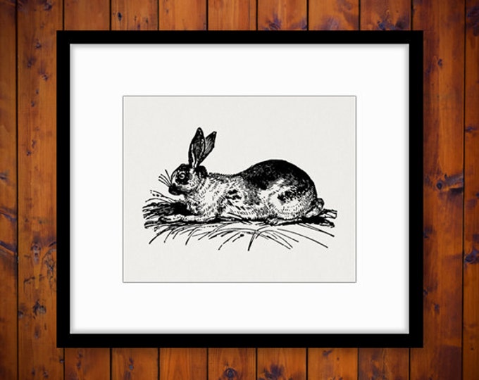 Digital Image Antique Rabbit Graphic Bunny Printable Download Artwork Vintage Clip Art Jpg Png Eps HQ 300dpi No.2711