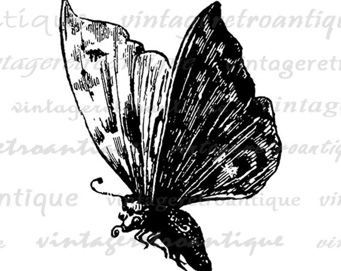 Digital Printable Butterfly Graphic Download Image Illustration Antique Clip Art Jpg Png Eps HQ 300dpi No.3914