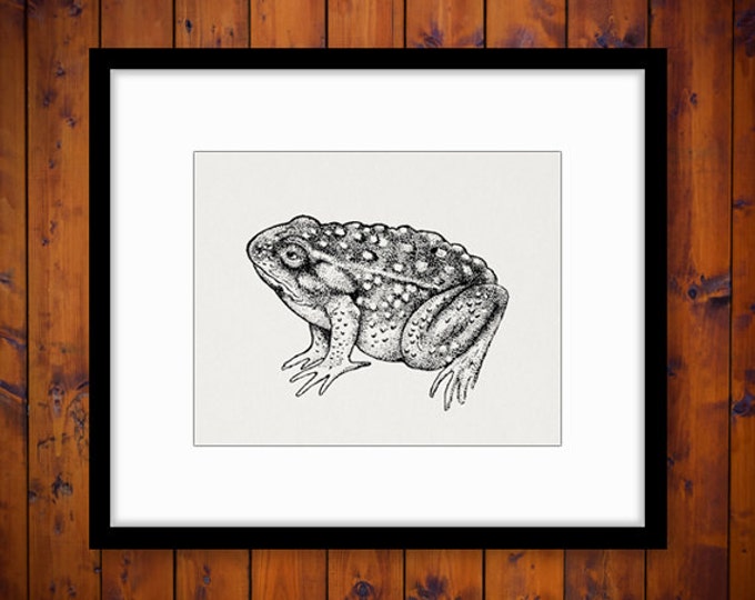 Frog Printable Graphic Digital Antique Image Download Vintage Clip Art Jpg Png Eps HQ 300dpi No.687