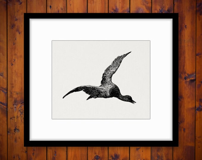 Printable Flying Duck Digital Download Bird Graphic Image Illustration Vintage Clip Art Jpg Png Eps HQ 300dpi No.4150