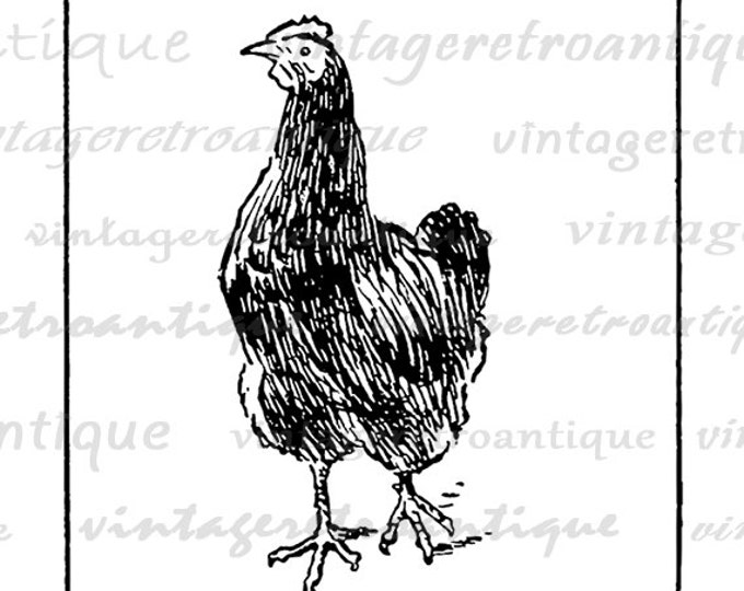 Digital Rooster Image Download Chicken Printable Illustration Graphic Antique Clip Art Jpg Png Eps HQ 300dpi No.3815