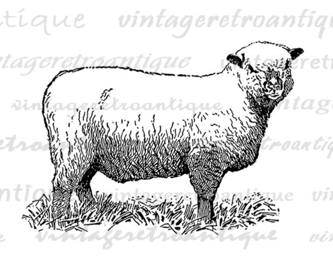 Printable Image Sheep Download Illustration Digital Farm Animal Graphic Antique Clip Art Jpg Png Eps HQ 300dpi No.3156