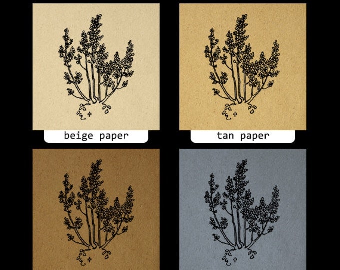 Digital Tree Image Graphic Antique Illustration Printable Plant Download Vintage Clip Art Jpg Png Eps HQ 300dpi No.3803