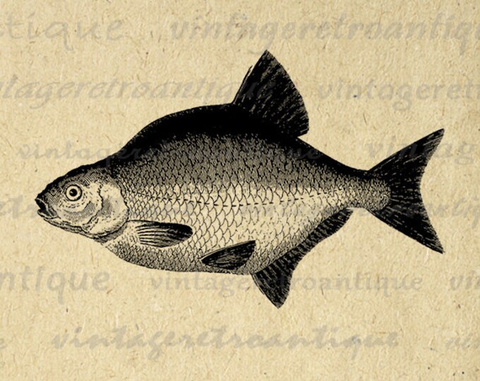 Printable Digital Antique Fish Illustration Download Fishing Graphic Image Vintage Clip Art Jpg Png Eps HQ 300dpi No.4119