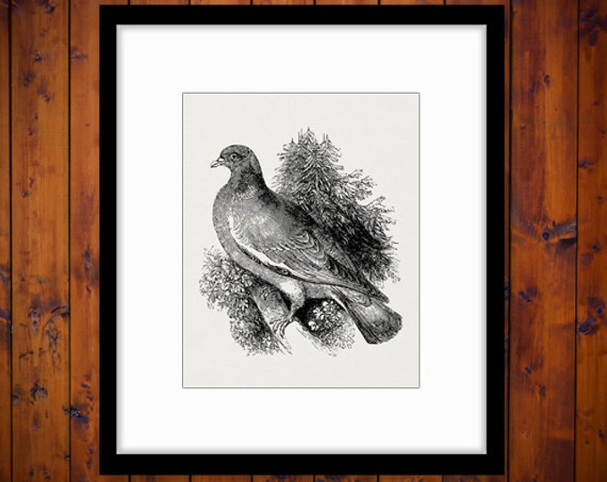 Woodpigeon Bird Digital Image Download Collage Sheet Artwork Printable Graphic Jpg Png Eps HQ 300dpi No.3774