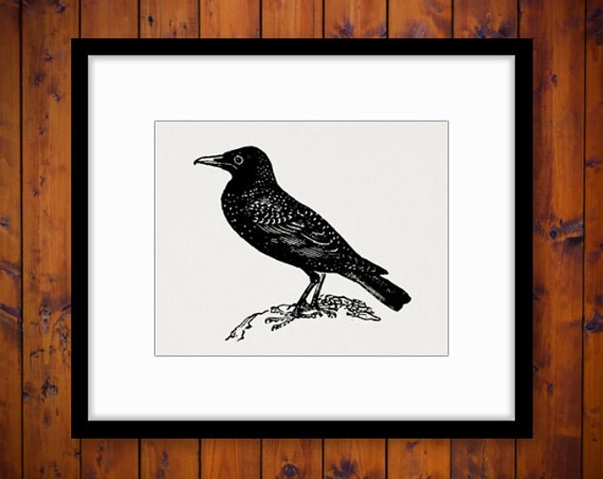 Printable Image Starling Bird Graphic Digital Bird Illustration Download Antique Clip Art Jpg Png Eps HQ 300dpi No.2717