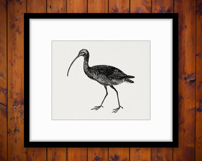 Digital Curlew Bird Image Printable Bird Graphic Download Illustration Vintage Clip Art Jpg Png Eps HQ 300dpi No.4154