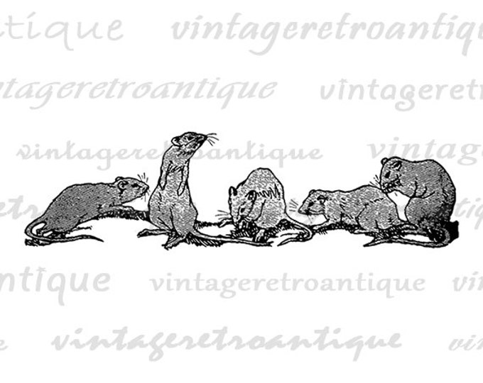 Rats Printable Digital Download Mice Graphic Animal Illustration Image Vintage Clip Art Jpg Png Eps 18x18 HQ 300dpi No.2957