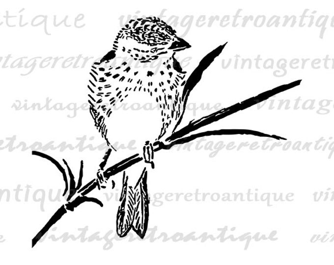 Bird Digital Printable Image Finch Bird Graphic Download Illustration Vintage Clip Art for Transfers Making Prints etc HQ 300dpi No.4625