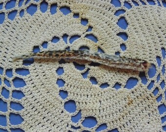 Cruelty Free • Mack Snow Leopard Gecko Mummified Tail (Dried) | Lizard Reptile Taxidermy Religious Educational Skin Sheds | Curio Specimen