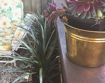 Vintage Brass Planter w/Band Detail -Boho Brass Planter/Pot-