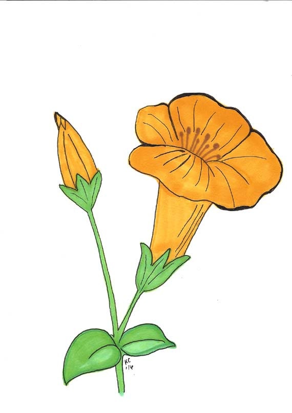 Original Art Drawing of a Yellow Trumpet Flower