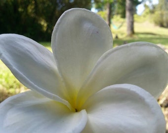 Real touch plumeria hair pin-plumeria hair clip-real touch plumeria flower hair pin-hawaiian hair clip-beach wedding hair clip-bridesmaids