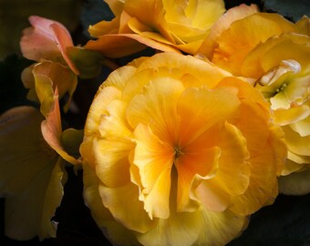Limited edition Yellow Begonia photograph