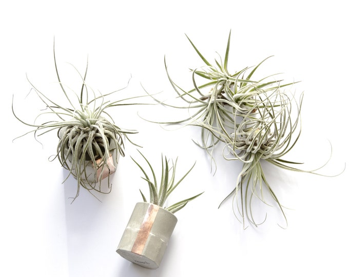 Oaxacana Air Plant, Tillandsia, snowflake like Air Plants, living plant, floating plant, soil free house plant, indoor garden gift idea