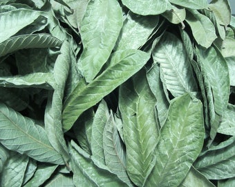 Air dried 150pcs. Organic guava leaves, psidium guajava linn raw leaves (bayabas) tea