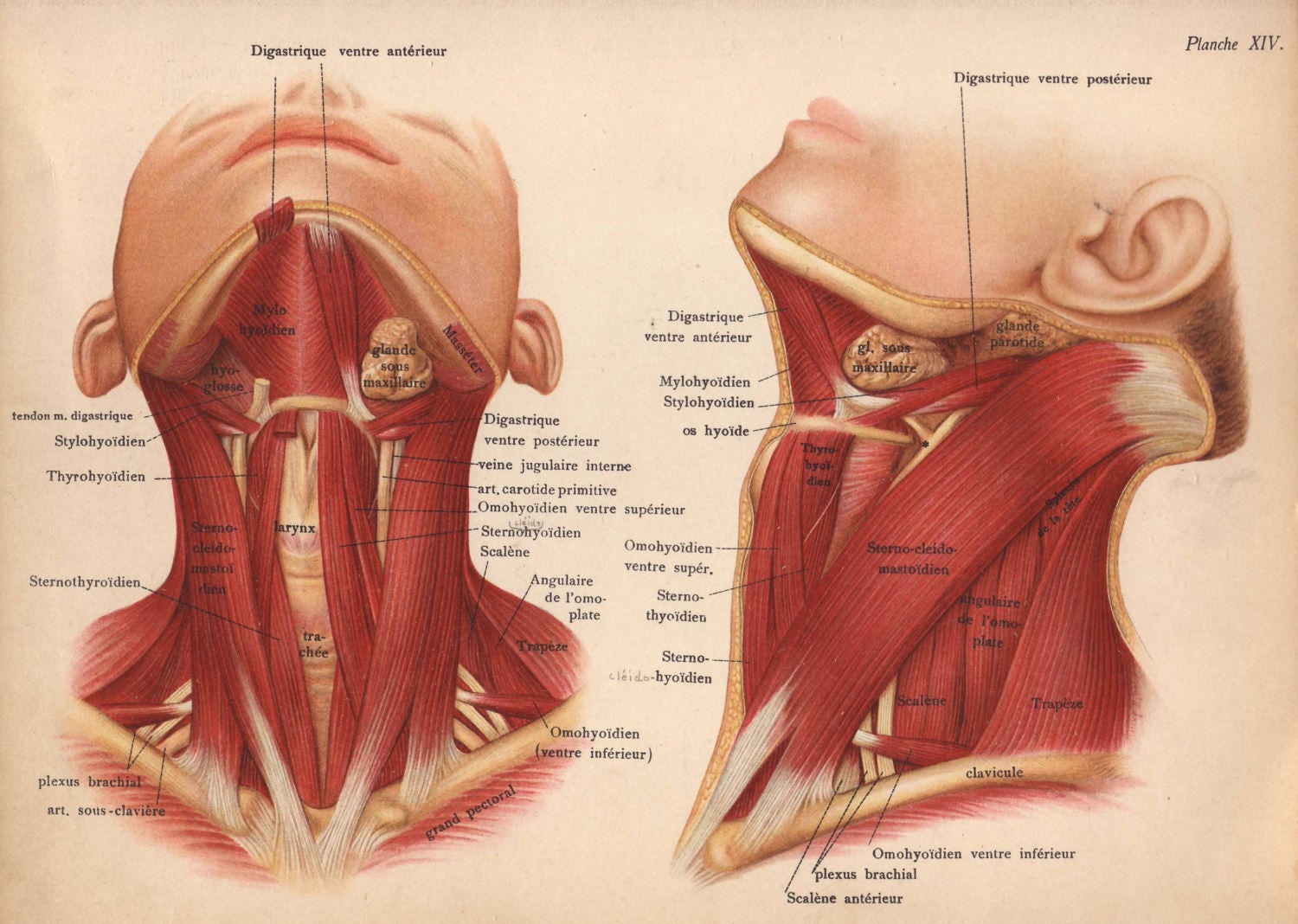 ligaments-in-neck