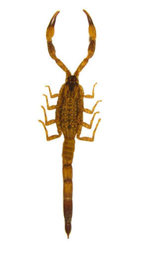 Supplies for your artworks dried insects Set of 5