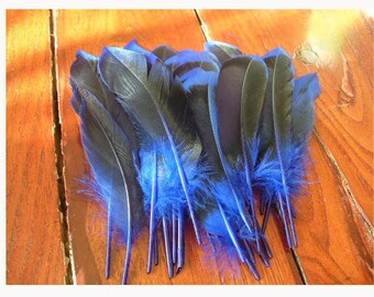 1 feather premium confections for various 1GO101