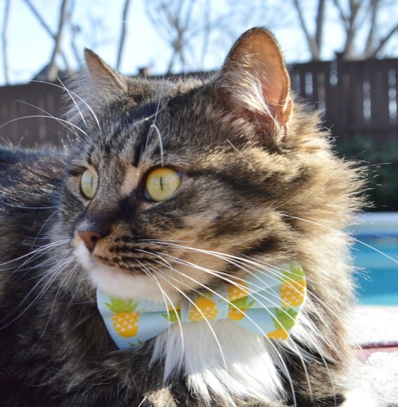 Pineapple bow tie for cats pineapple collar for cat blue cat