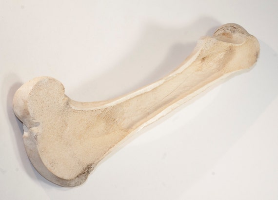 Cow Thigh Bone Sectioned Bone Anatomy Femur Cross Section