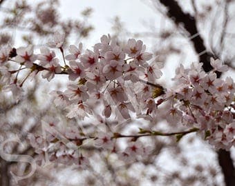Photo print cherry blossoms