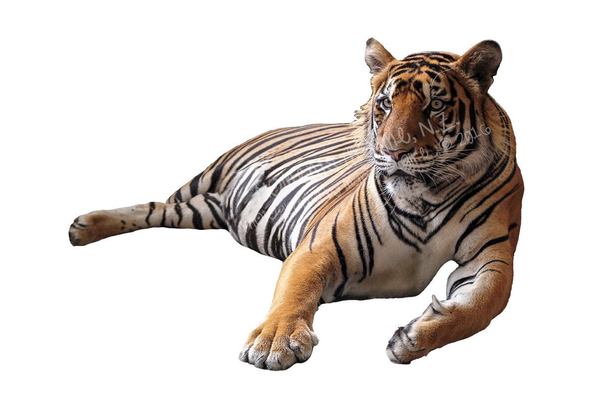 MIT Tiger Digital Animal Overlay