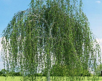 Weeping tree | Etsy