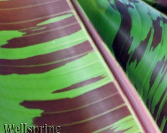 Blood Banana Zebrina Rojo Red Musa acuminata Plant Tree LIVE PLANT Ornamental