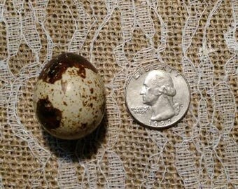6 Quail Eggs (Fertilized for hatching)