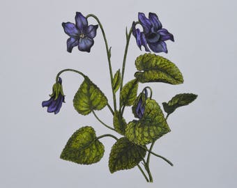 Woodland Violet original one off artwork