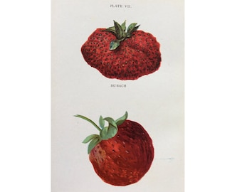 1905 strawberry fruit print original antique berry berries lithograph print - strawberries pl VII - bubach & excelsior