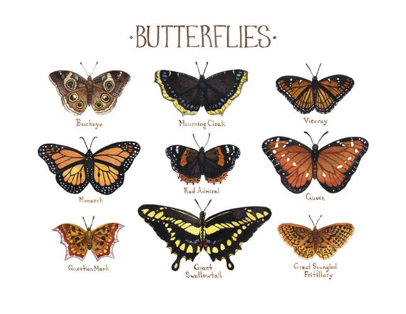 Butterflies Field Guide Art Print / Insect Collection