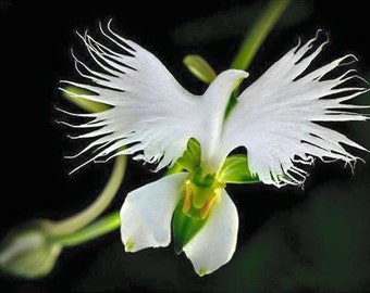 5 White Dove/Egret Flower Seeds-1358