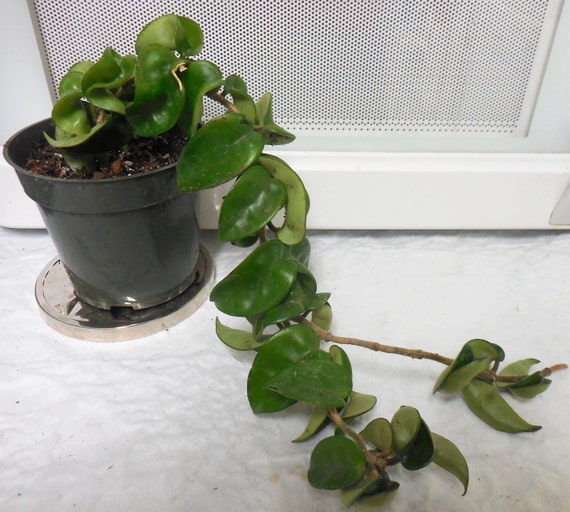 Hoya Compacta Rope Hoya Hindu Rope Hoya LiveSucculent