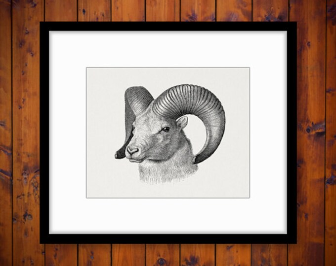 Printable Goat Image Digital Goat Graphic Ram Horns Farm Animal Digital Sheep Clipart Download Antique Clip Art Jpg Png Eps HQ 300dpi No.485