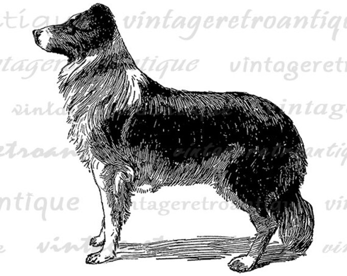 Digital Graphic Collie Dog Image Download Printable Illustration Vintage Clip Art Jpg Png Eps HQ 300dpi No.4052