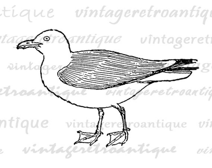 Printable Image Seagull Graphic Bird Illustration Download Digital Vintage Clip Art Jpg Png Eps HQ 300dpi No.983